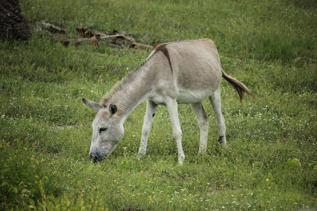 white and brown horse on green grass field during daytime